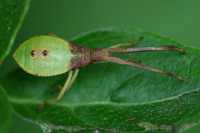Gonocerus acuteangulatus, larva  3963