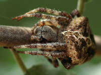 Araneus circe/angulatus, weiblich  3965