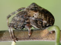 Araneus circe/angulatus, female  3966