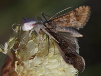 Thomisus onustus + Nomophila noctuella, Weibchen mit Beute  3978