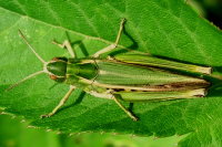 Omocestus viridulus, female  397