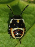 Eurydema cf. ornata, larva  4000