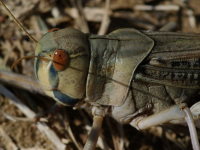 Locusta migratoria  4027