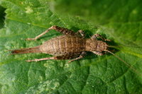 Arachnocephalus vestitus, female  4039