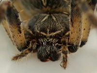 Larinioides sclopetarius, female  4058