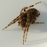 Larinioides sclopetarius, female  4059
