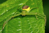 Diaea dorsata, female  4064