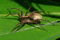 Pardosa sp., female  4067
