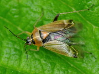 Harpocera thoracica, female  4069