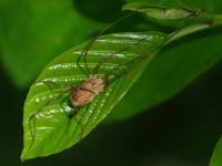 Rilaena triangularis, weiblich  4077