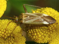 Adelphocoris lineolatus  4098