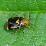 Liocoris tripustulatus  4104