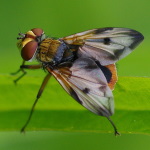 Ectophasia crassipennis, männlich  4107