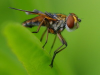 Ectophasia crassipennis, male  4108