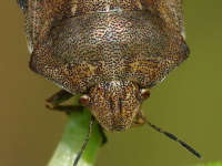 Eurygaster testudinaria  4120