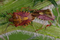 Carpocoris cf. purpureipennis, mating  4122