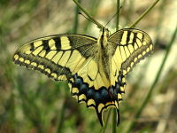 Papilio machaon  4138