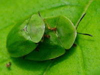 Cassida viridis, Paarung  4142