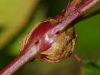 Lasioptera rubi, plant gall  4155