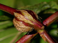 Lasioptera rubi, plant gall  4156