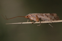 Limnephilus cf. flavicornis  4160