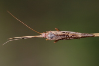 Limnephilus cf. flavicornis  4162