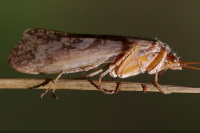 Limnephilus cf. flavicornis  4163