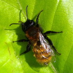Andrena fulva, weiblich  4170