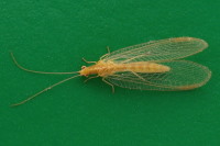 Chrysoperla sp.  4224