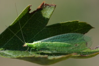 Chrysopidae sp.  4234