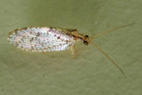 Hemerobiidae sp.