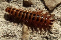 Drilus sp., larva  4236