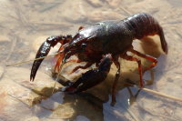 Procambarus clarkii  4250