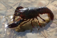Procambarus clarkii  4251