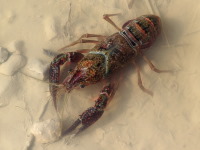 Procambarus clarkii  4253