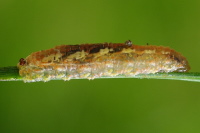 Syrphus ribesii, larva  4271
