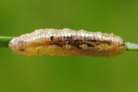 Syrphus ribesii, larva  4272