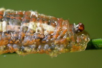 Syrphus ribesii, larva  4273