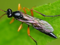 Ichneumonidae, männlich  4292