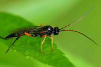 Ichneumonidae, male  4293