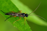 Ichneumonidae  4295