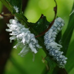 Eriocampa sp., larvae  4297