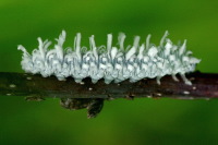 Eriocampa sp., larva  4298