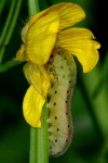 Symphyta sp., larva  4299