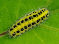 Zygaena filipendulae, caterpillar  4302