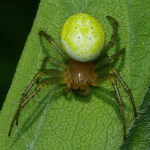 Araniella sp., female  4318