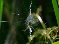 Argiope bruennichi, web with stabilimentum  4319