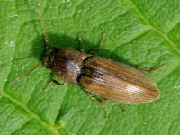 Agriotes lineatus  4369