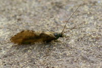Rhyacophila sp.