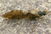 Rhyacophila sp.  437